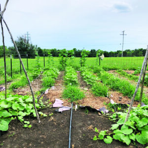 Them That’s Doin’: Reviving the Victory Garden Image